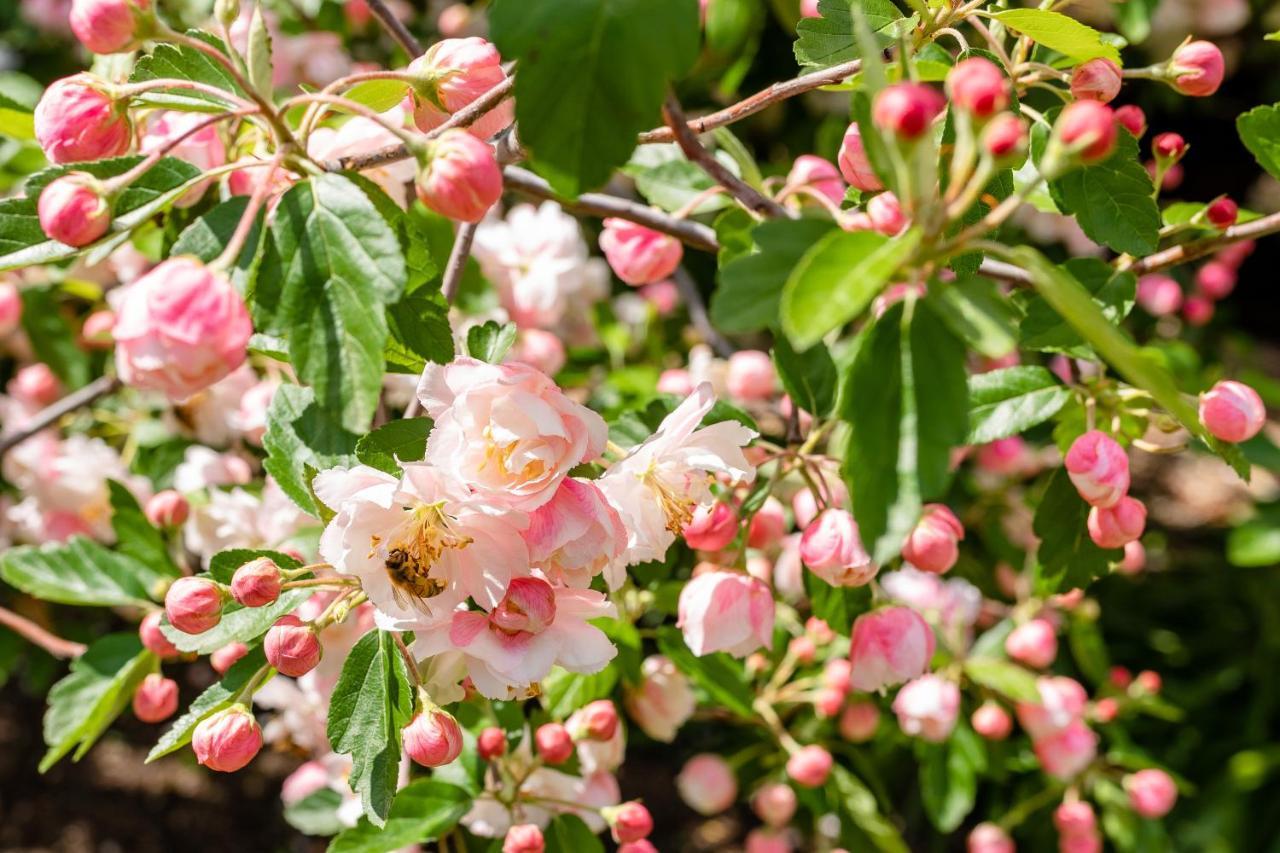Apple Blossom Cottages Stanthorpe Ngoại thất bức ảnh